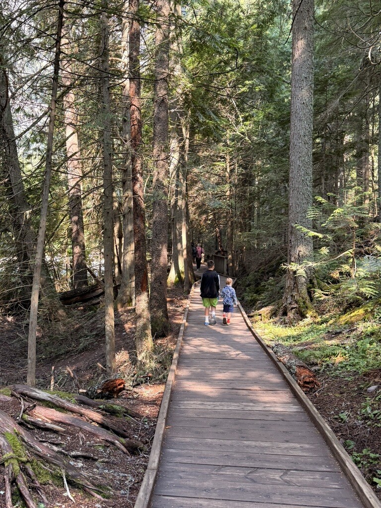 A raised boardwalk winding through the cedar forest