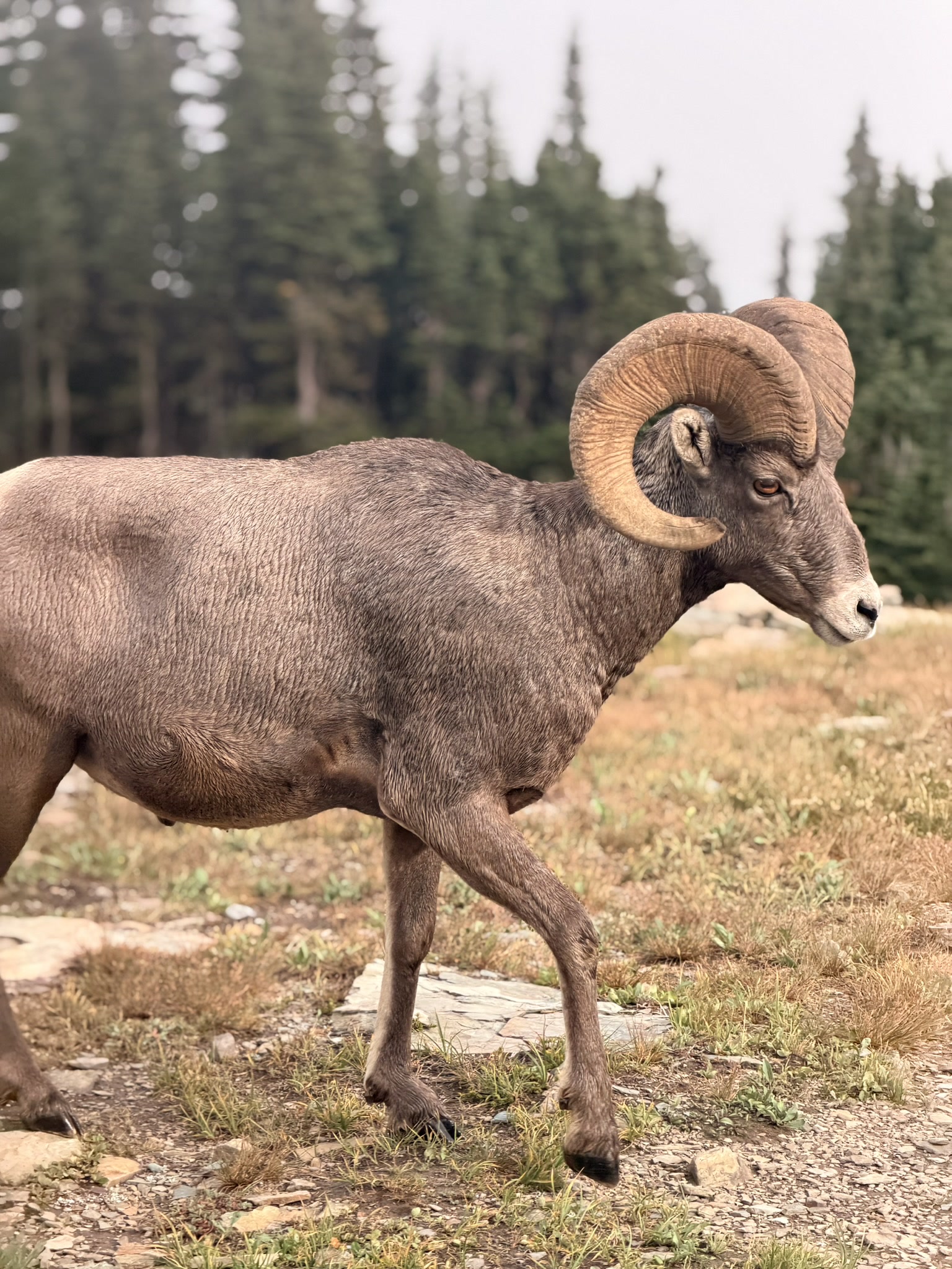 A male bighorn sheep beside the trail at Logan Pass