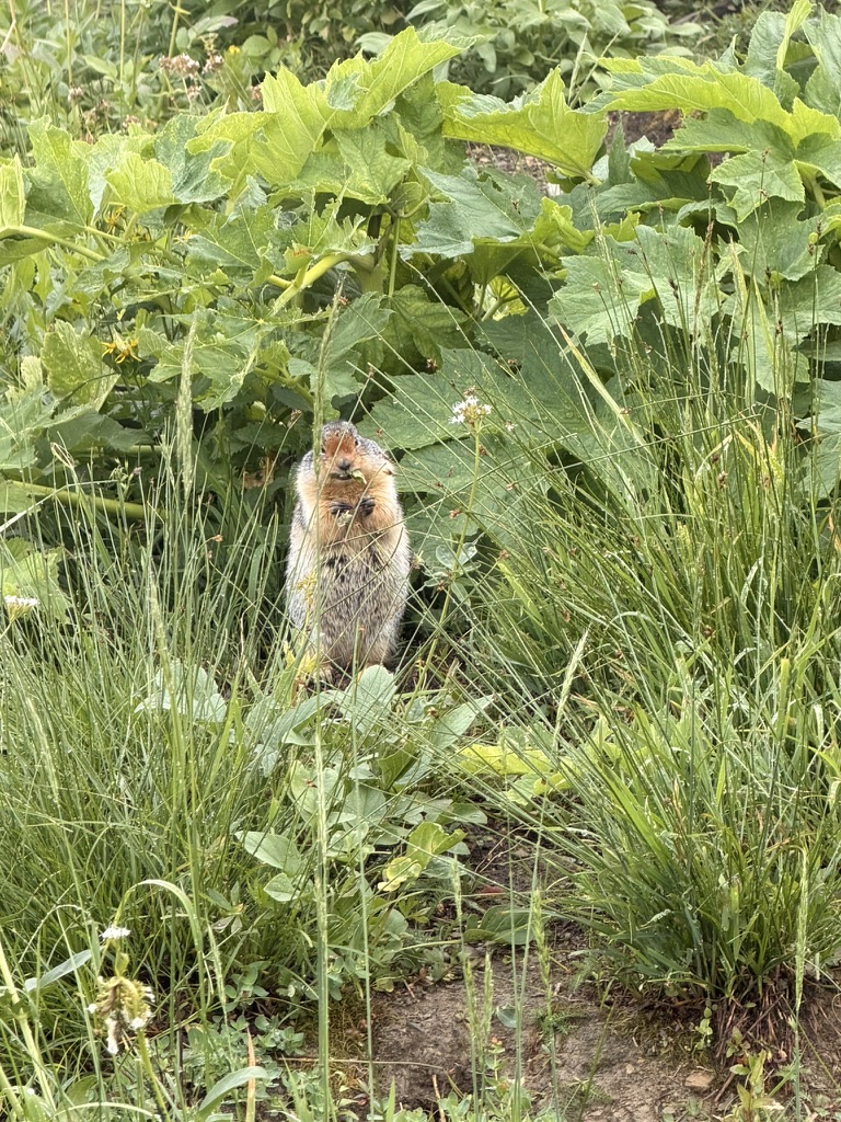 A small mountain animal standing among the plants along the Hidden Lake Trail