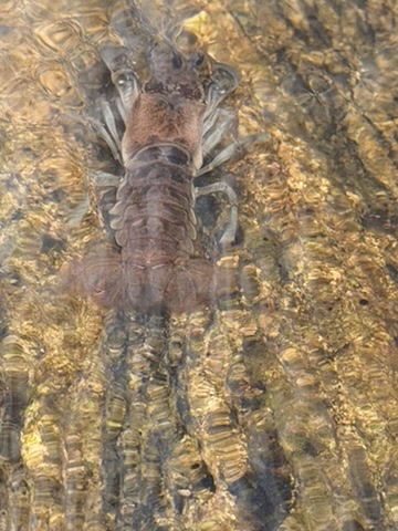 A crayfish underwater beside Besnard Lake island