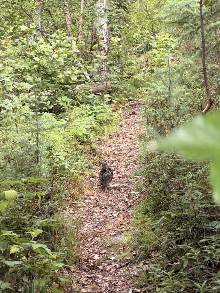 A narrow trail through the damp woods on Besnard Lake island