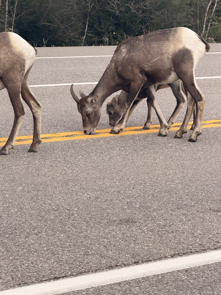 Female bighorn sheep feeding on the highway in Jasper