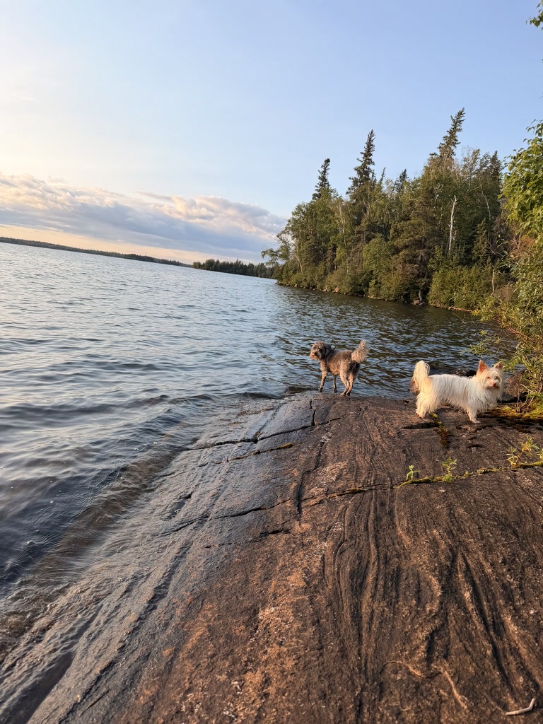 The two dogs standing on the rocks at Sunset Point