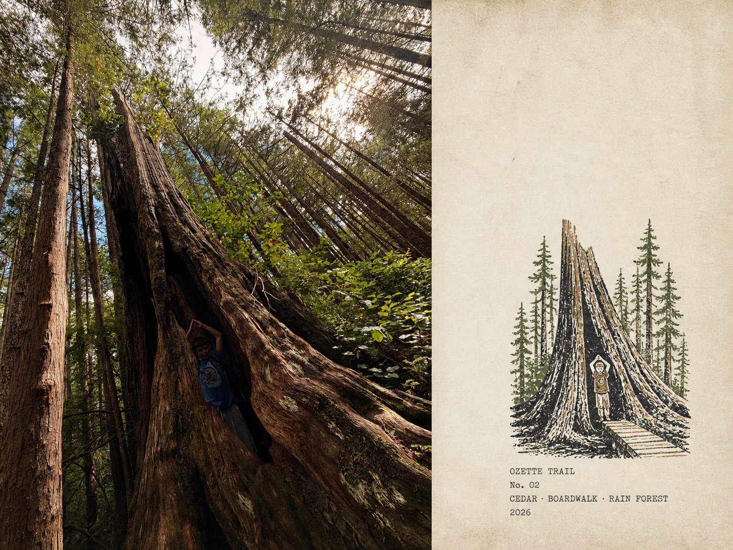 Field-note treatment of Birch standing inside a huge hollow cedar on the Ozette Trail