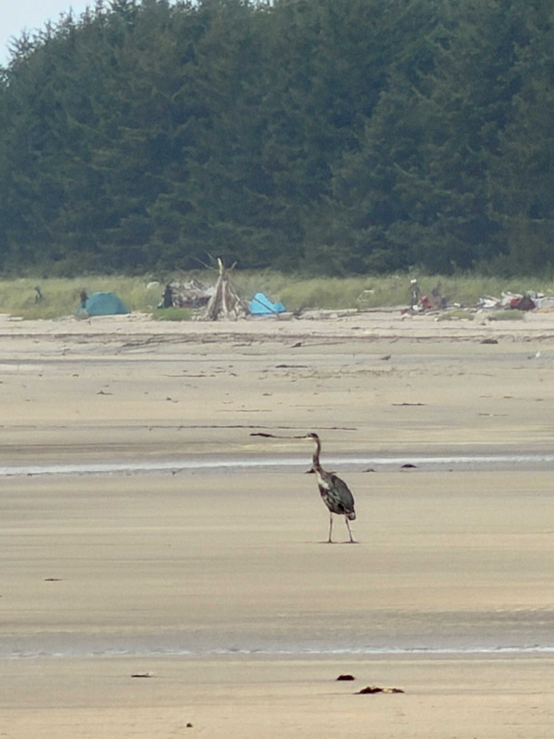 A great blue heron standing on the broad beach