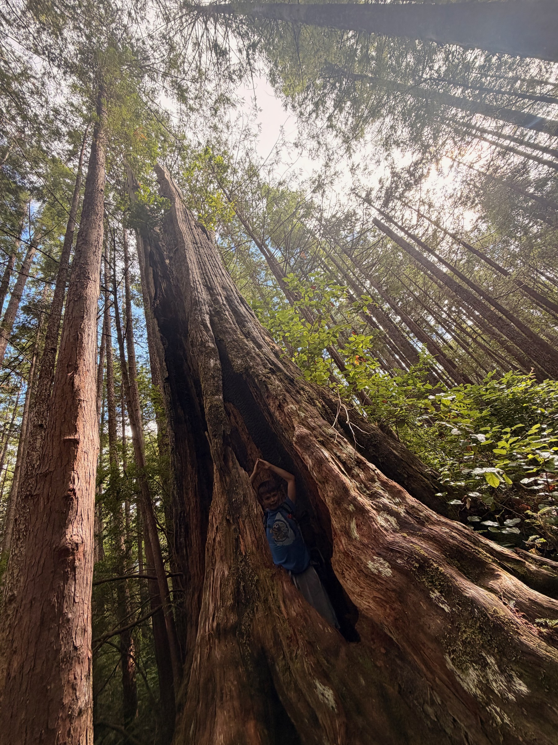 Birch standing inside the split trunk of a huge cedar tree