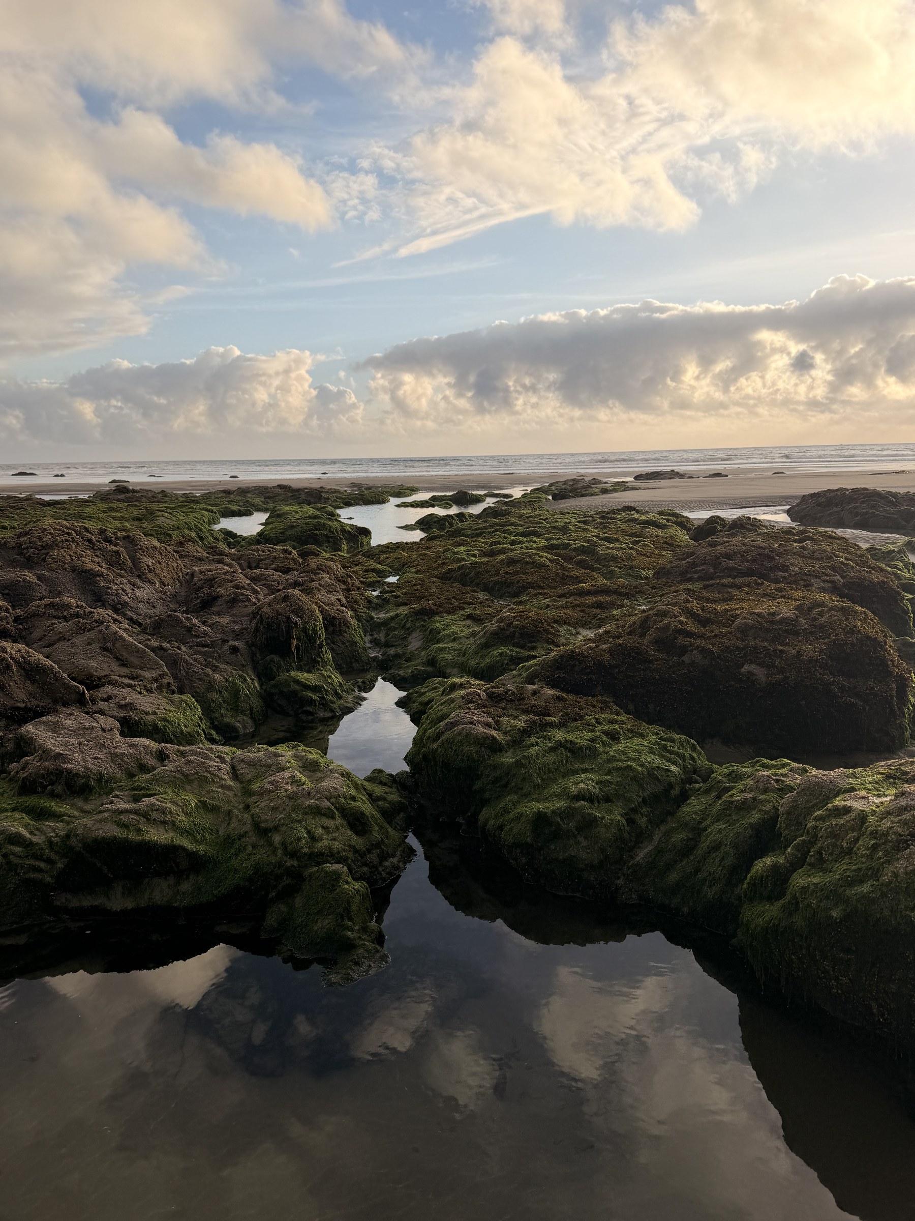 Low tide exposing moss-covered rocks, narrow channels, and reflective pools at South Sand Point