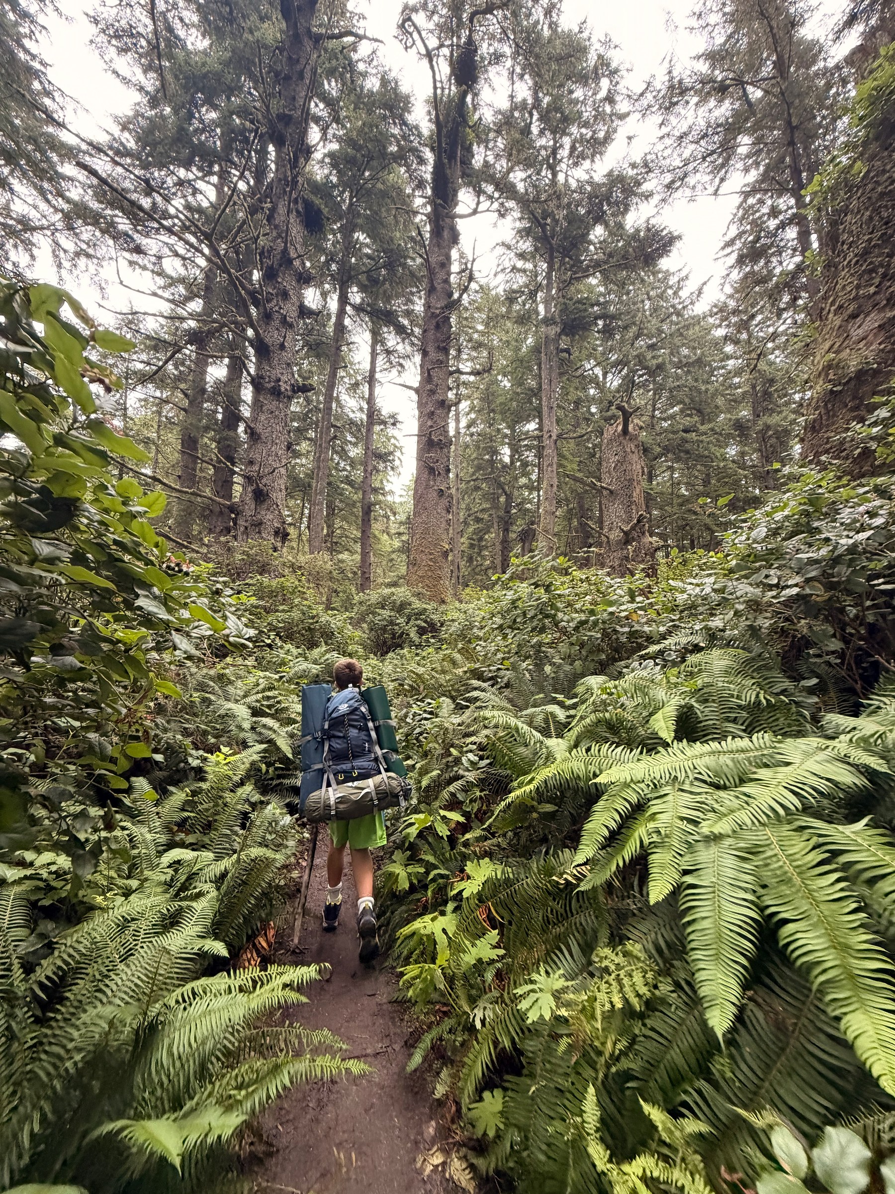 Birch hiking back through ferns and rainforest on the return to Ozette