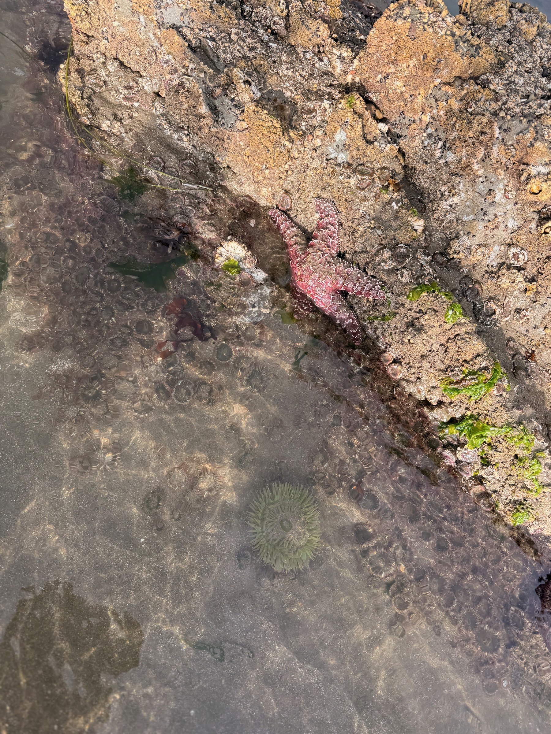 A sea star attached to a rock beneath shallow water