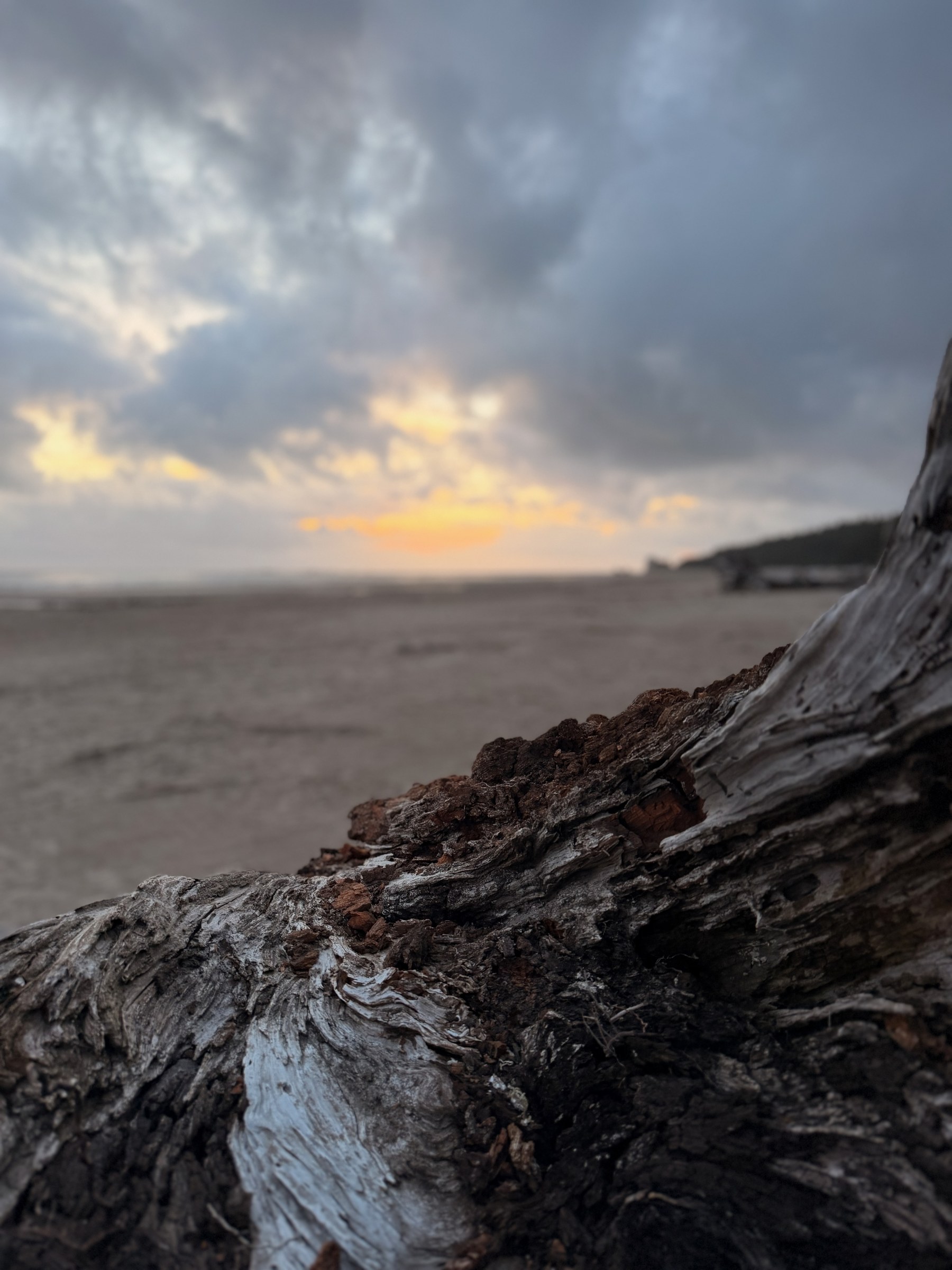 Sunset seen past driftwood from the tent on the beach