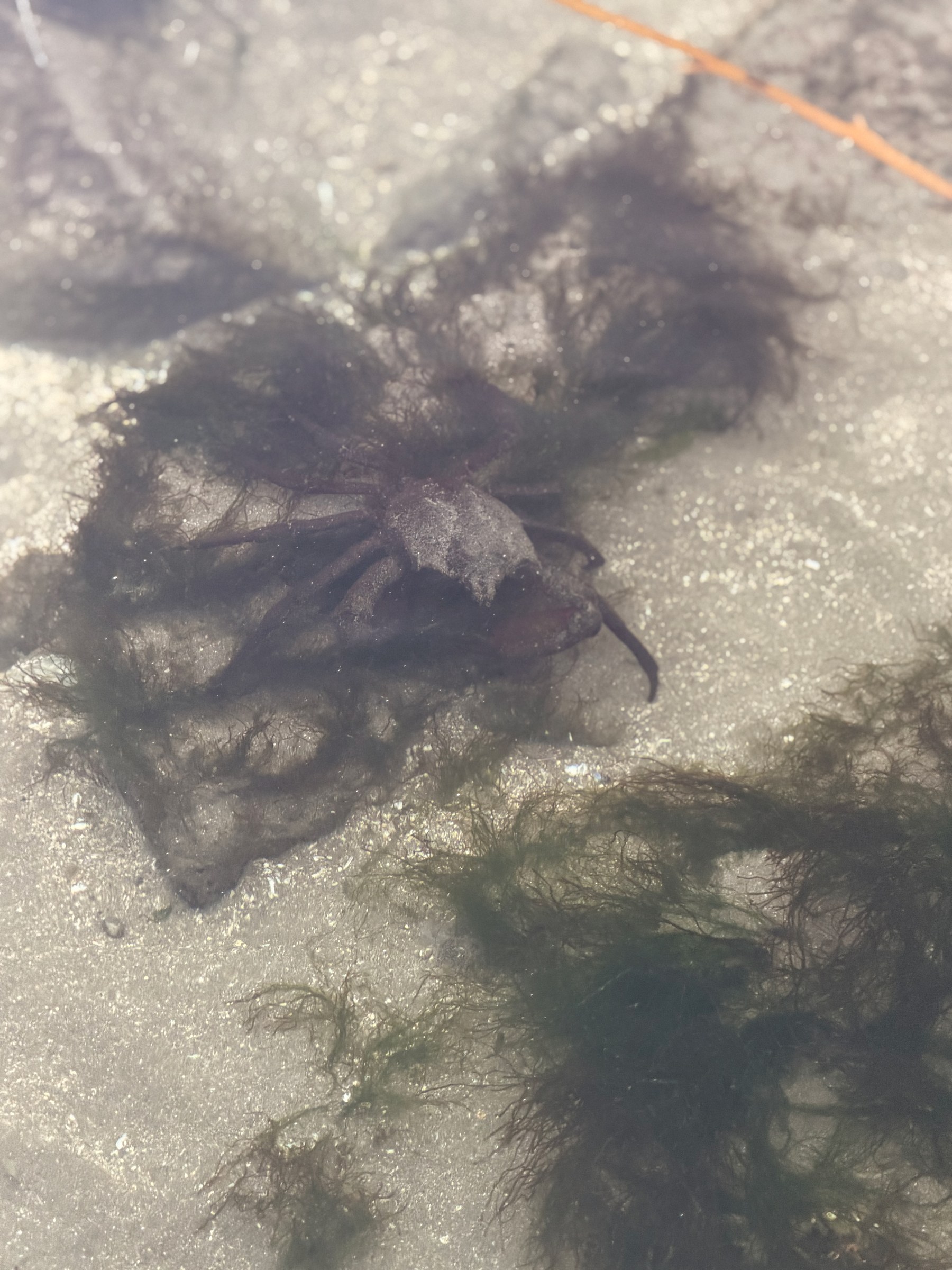 A crab beneath the clear water of a tide pool