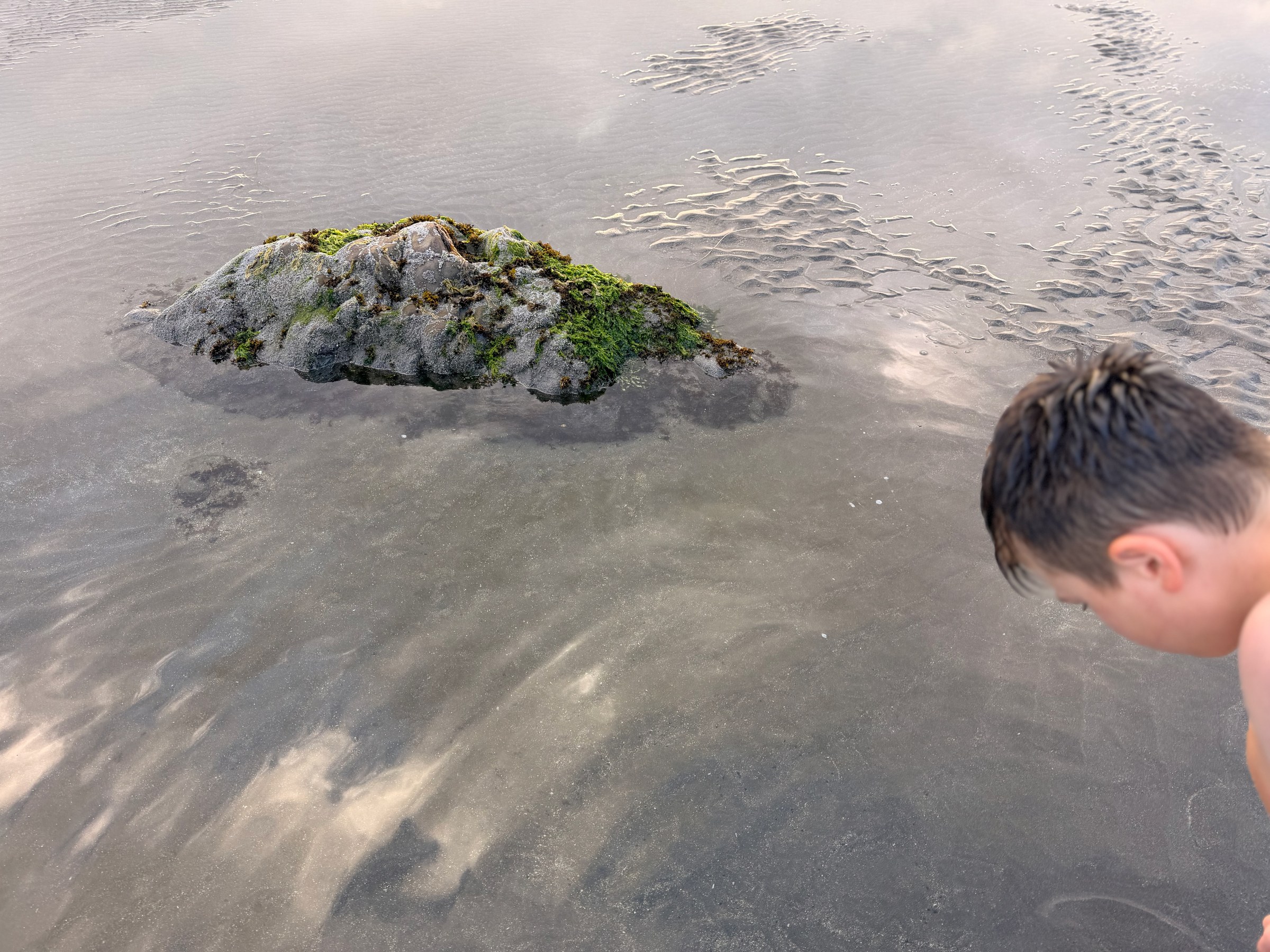 Birch crouching to examine a tide pool