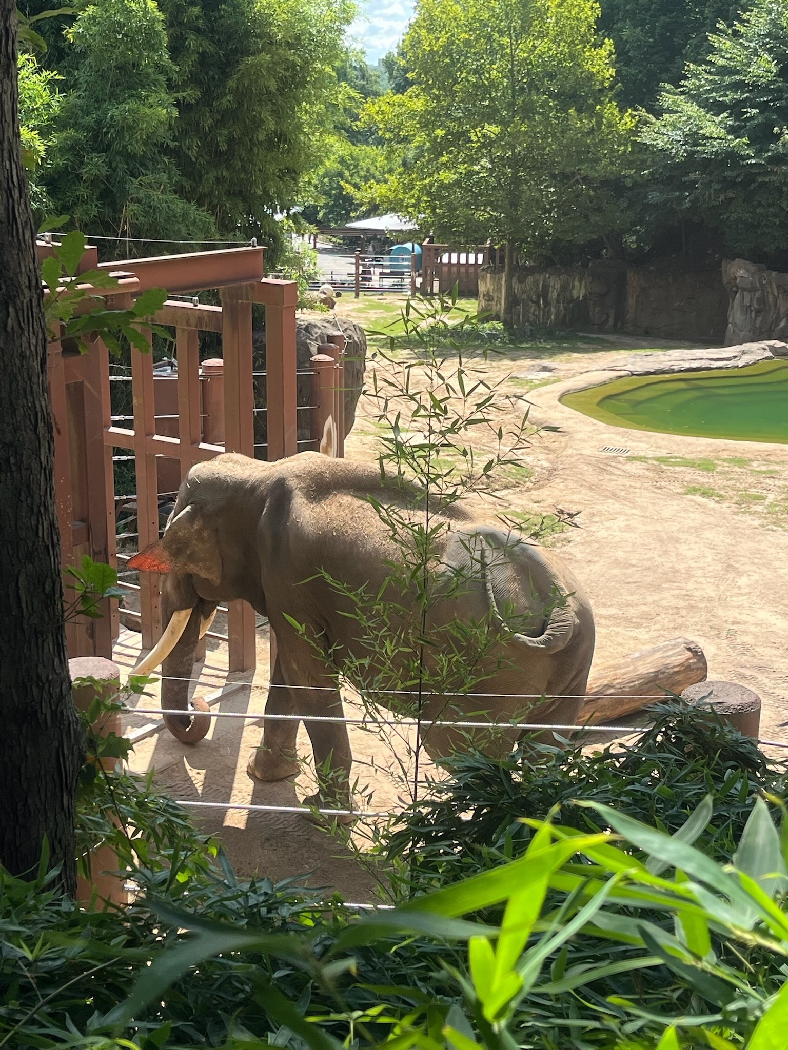 An elephant walking through its habitat at the National Zoo