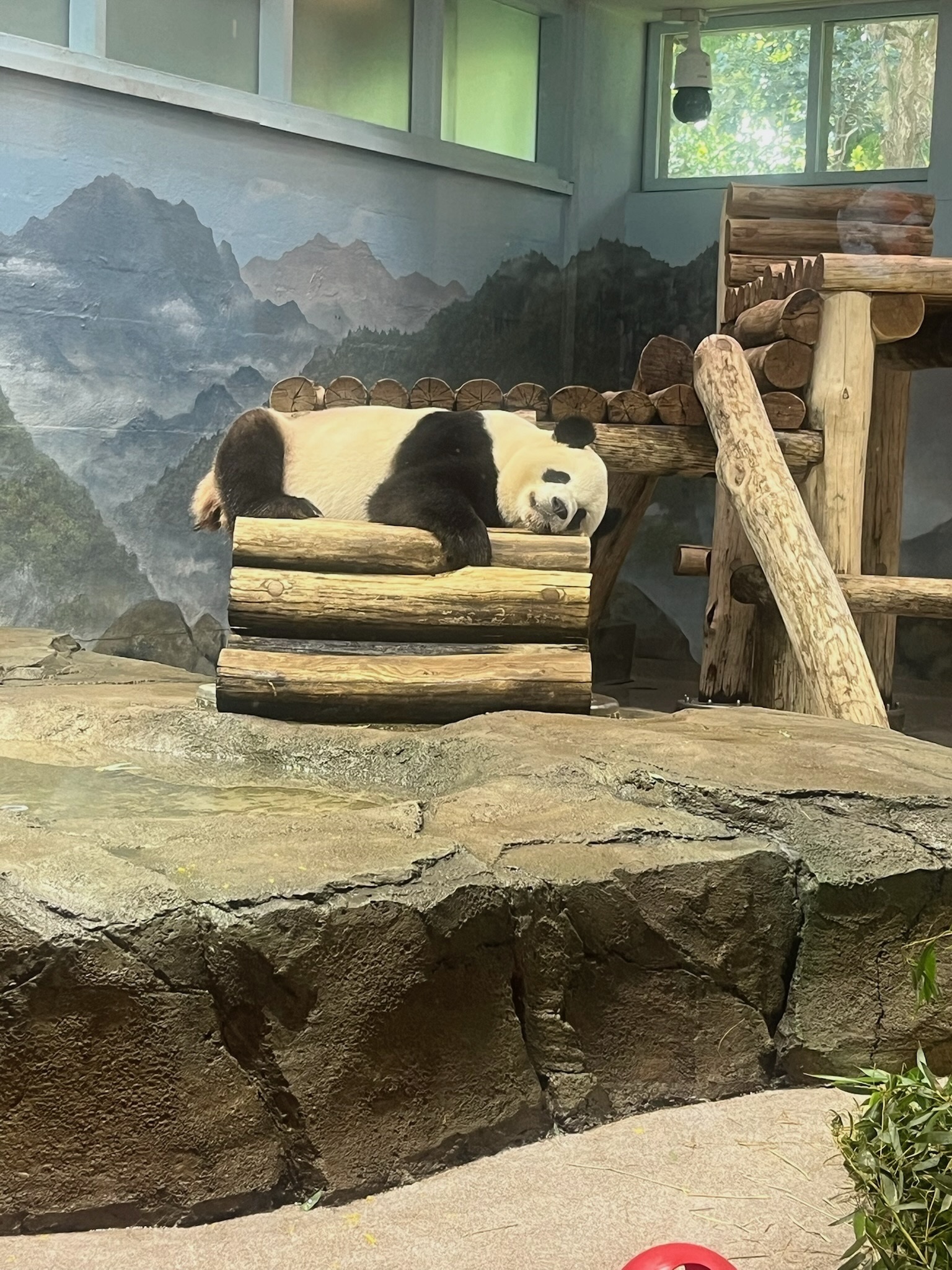 A giant panda resting on a wooden platform